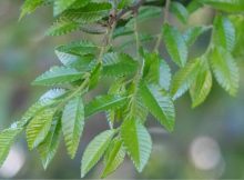 Ciri Ciri Pohon Ulmus