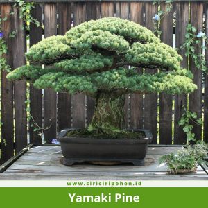 Yamaki Pine