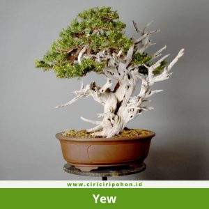Bonsai Yew