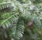 Perbedaan Pohon Yew Sumatra dan Jamuju