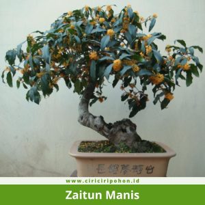 Bonsai Zaitun Manis