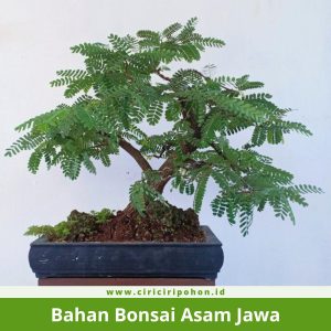 Bahan Bonsai Asam Jawa