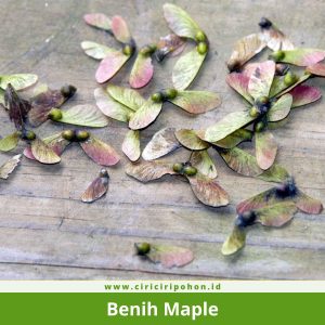 Benih Maple