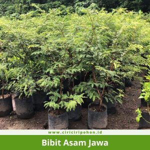 Bibit Asam Jawa