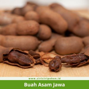 Buah Asam Jawa