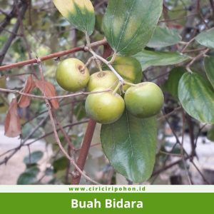 Buah Bidara