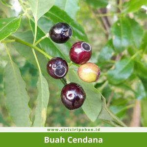Buah Cendana