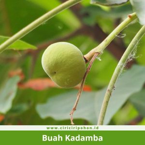 Buah Kadamba