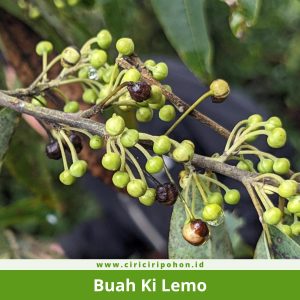 Buah Ki Lemo