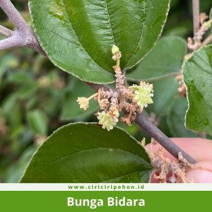 Bunga Bidara