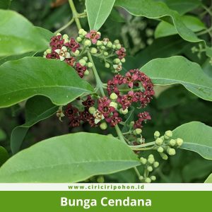 Bunga Cendana