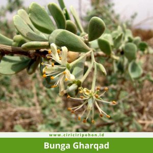 Bunga Gharqad