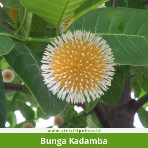 Bunga Kadamba