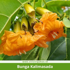 Bunga Kalimasada