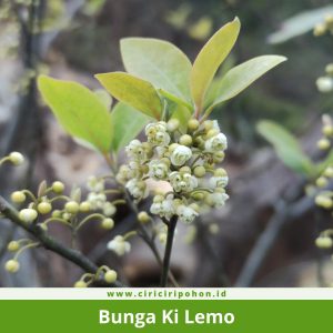 Bunga Ki Lemo