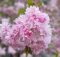 Cara Menanam Pohon Bunga Sakura Jepang