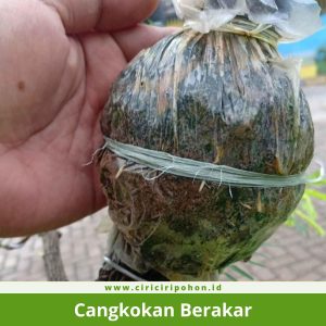 Cangkokan Berakar