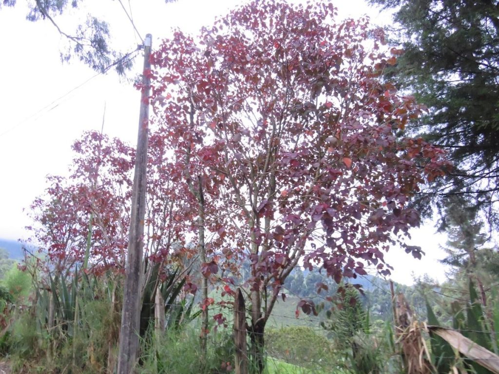 Caribbean Copper - Pohon Tropis Dengan Daun Berwarna Musim Gugur