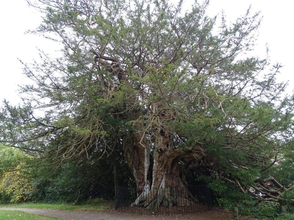 Crowhurst Yew