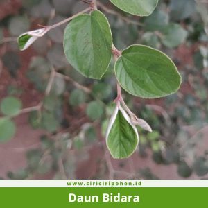 Daun Bidara