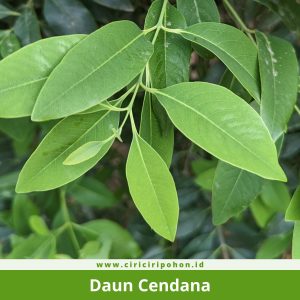 Daun Cendana