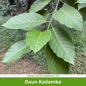 Daun Kadamba