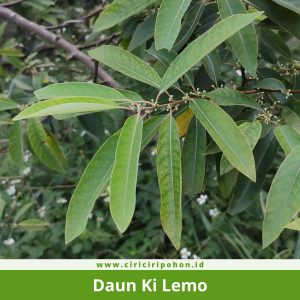 Daun Ki Lemo
