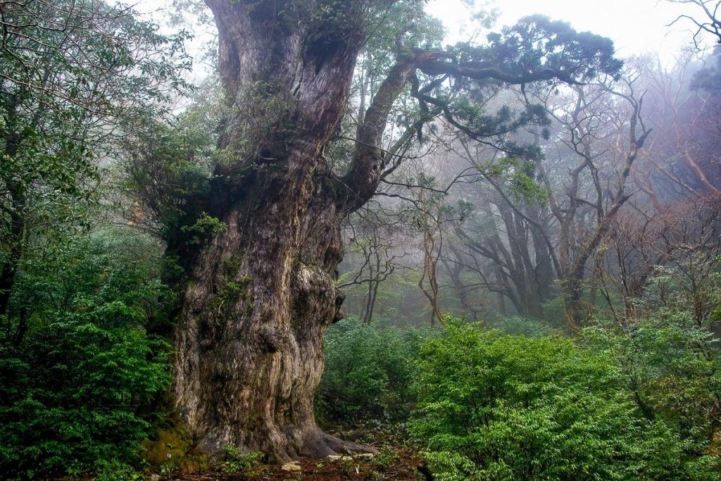 Jōmon Sugi Pohon Tertua Di Bumi