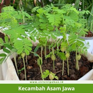 Kecambah Asam Jawa