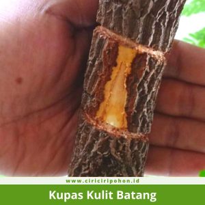Kupas Kulit Batang