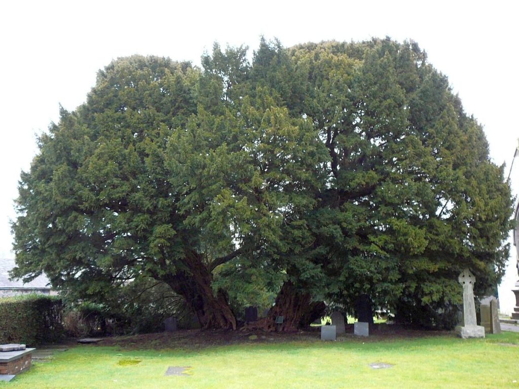 Llangernyw Yew Pohon Tertua Di Bumi