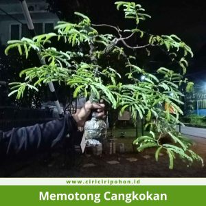 Memotong Cangkokan