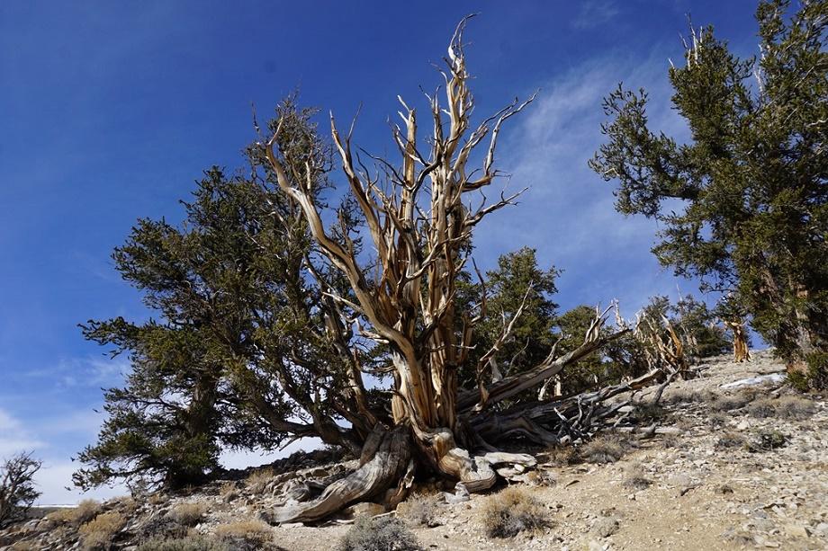 Methuselah Pohon Tertua Di Bumi