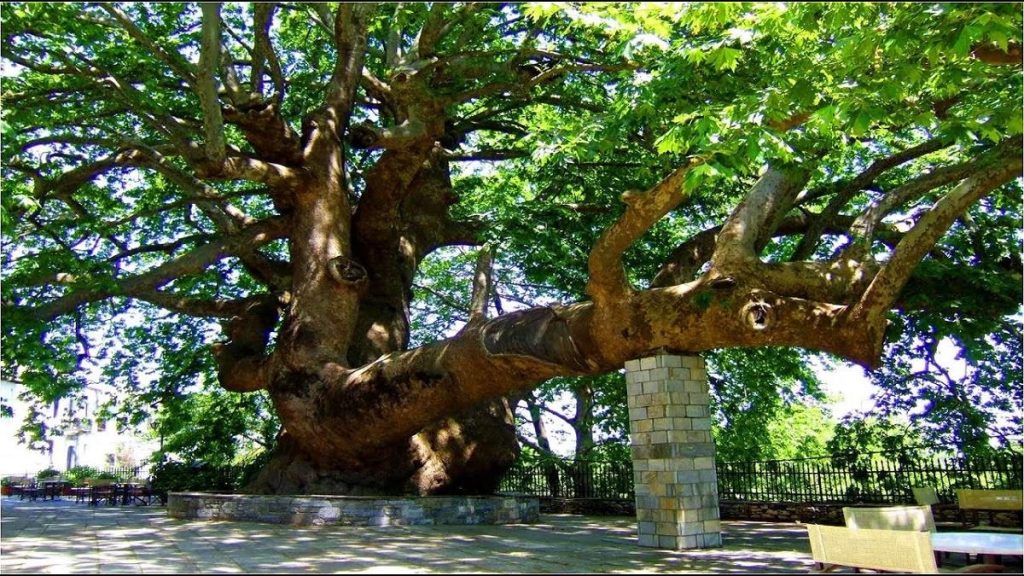 Old Platanus Tree