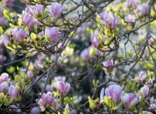Daftar Pohon Berbunga Terbaik Untuk Bonsai
