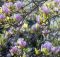 Daftar Pohon Berbunga Terbaik Untuk Bonsai