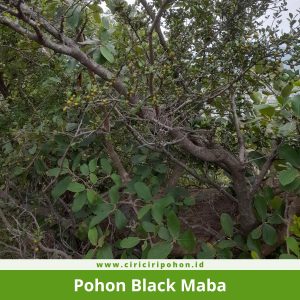 Pohon Black Maba