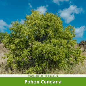 Pohon Cendana