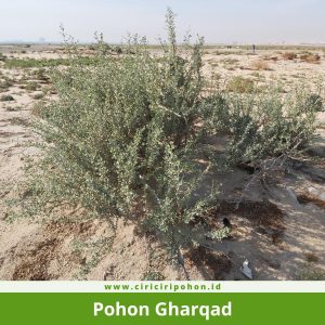 Pohon Gharqad
