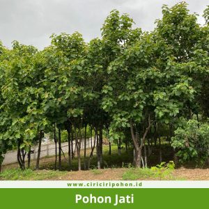 Pohon Jati