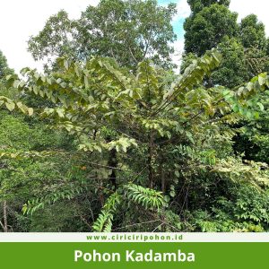Pohon Kadamba