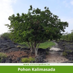 Pohon Kalimasada