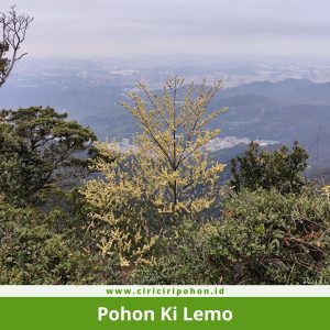 Pohon Ki Lemo