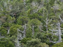 Daftar Pohon Konifer Tropis