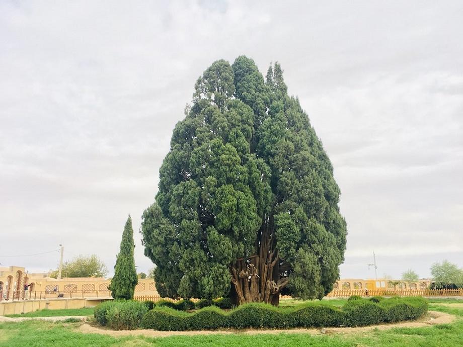 Sarv-e Abarkuh Pohon Tertua Di Bumi