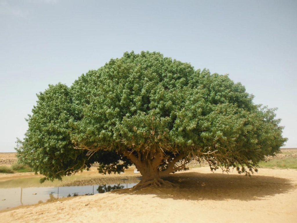 The Blessing Tree (Sahabi) Pohon Tertua Di Bumi