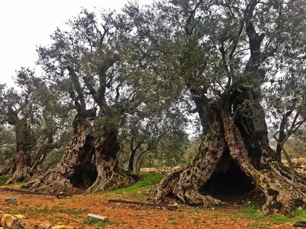 The Sisters Pohon Tertua Di Bumi