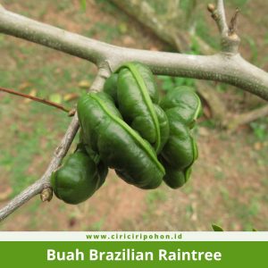 Buah Brazilian Raintree