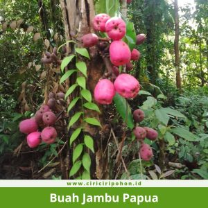 Buah Jambu Papua