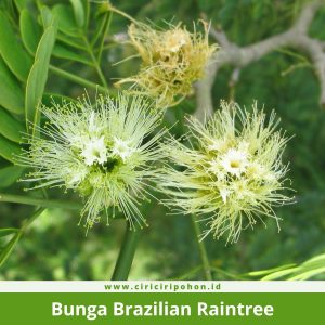 Bunga Brazilian Raintree